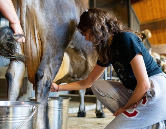 Hòa mình trong nông trại yên bình tại Agrodome New Zealand