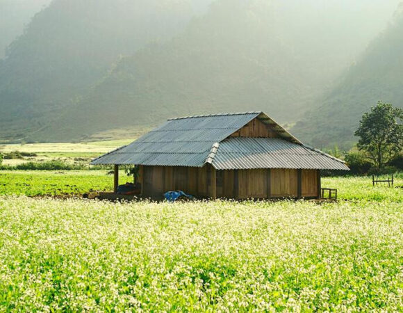 Tour Mộc Châu 2 ngày 1 đêm khởi hành từ Hà Nội + Khách sạn 3*