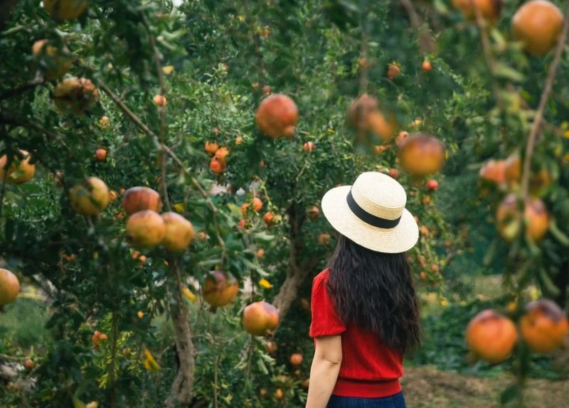 MÔNG TỰ – THÀNH PHỐ ĐẸP NHẤT Ở PHÍA TÂY TRUNG QUỐC – TopOne Travel